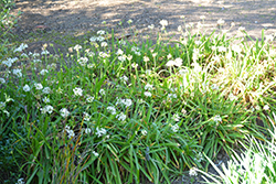 White Sweet Garlic (Tulbaghia simmleri 'Alba') at Stonegate Gardens