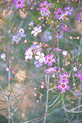 Pink Magic Waxflower (Chamelaucium uncinatum 'Pink Magic') at Stonegate Gardens
