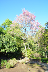 Pink Trumpet Tree (Handroanthus heptaphyllus) at Stonegate Gardens