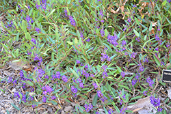 Mini Haha Dwarf Purple Vine Lilac (Hardenbergia violacea 'Mini Haha') at Stonegate Gardens