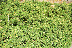 Dwarf Yellow Bush Lantana (Lantana camara 'Dwarf Yellow') at Stonegate Gardens