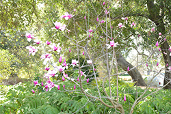 Dawson's Magnolia (Magnolia dawsoniana) at Stonegate Gardens