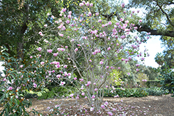 Veitchii Rubra Saucer Magnolia (Magnolia x soulangeana 'Veitchii Rubra') at Stonegate Gardens