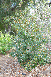 Fogg's #2 Magnolia (Magnolia x foggii #2) at Stonegate Gardens