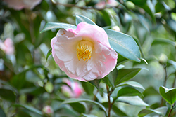 Dr. Tinsley Camellia (Camellia japonica 'Dr. Tinsley') at Stonegate Gardens