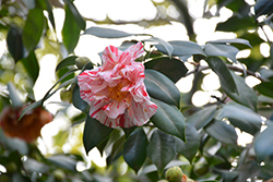 Finlandia Variegated Camellia (Camellia japonica 'Finlandia Variegated') at Stonegate Gardens