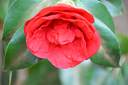 Flame Camellia (Camellia japonica 'Flame') at Stonegate Gardens