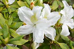 Bloom-A-Thon White Azalea (Rhododendron 'RLH1-3P3') at Stonegate Gardens