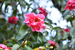 Pink Sparkle Variegated Camellia (Camellia 'Pink Sparkle Variegated') at A Very Successful Garden Center