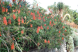 Climbing Aloe (Aloe ciliaris) at Stonegate Gardens