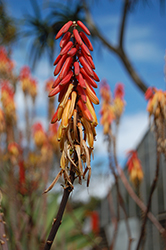 Lutescens Aloe (Aloe lutescens) at Lakeshore Garden Centres