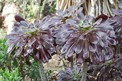 Cyclops Giant Red Aeonium (Aeonium 'Cyclops') at Lakeshore Garden Centres
