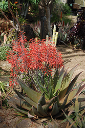 Dwala Aloe (Aloe chabaudii) at A Very Successful Garden Center