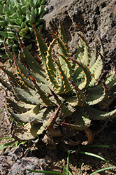 Black-spined Aloe (Aloe melanacantha) at Stonegate Gardens