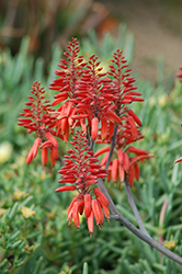 Aloe debrana (Aloe debrana) at A Very Successful Garden Center