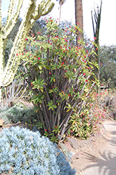 Dwarf Apache Red Crown Of Thorns (Euphorbia milii 'Dwarf Apache Red') at Stonegate Gardens