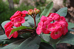 Giant Red Crown Of Thorns (Euphorbia milii 'Giant Red') at Stonegate Gardens