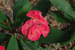 Pink Cadillac Crown Of Thorns (Euphorbia milii 'Pink Cadillac') at Stonegate Gardens