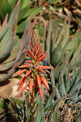Blue Aloe (Aloe glauca) at Stonegate Gardens