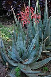 Dwala Aloe (Aloe chabaudii) at Lakeshore Garden Centres