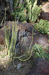 Cardoncillo (Ceropegia dichotoma) at Stonegate Gardens