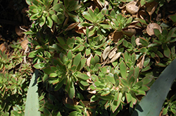 Green Pinwheel (Aeonium decorum) at Stonegate Gardens