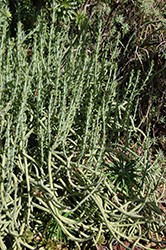 Swizzle Sticks (Senecio anteuphorbium) at Stonegate Gardens