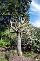 Arabian Dragon Tree (Dracaena serrulata) at Lakeshore Garden Centres