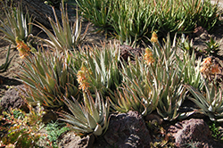 Johnson's Hybrid Aloe (Aloe 'Johnson's Hybrid') at Stonegate Gardens