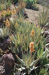 Johnson's Hybrid Aloe (Aloe 'Johnson's Hybrid') at A Very Successful Garden Center