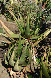Harla Aloe (Aloe harlana) at Stonegate Gardens