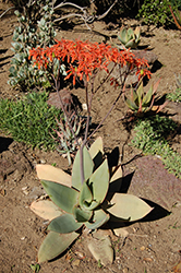 Coral Aloe (Aloe striata) at Stonegate Gardens