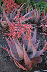 Dwala Aloe (Aloe chabaudii) at Stonegate Gardens