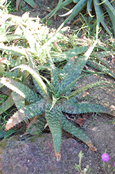 Icena (Aloe greenii) at Stonegate Gardens