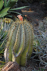 Monk's Hood Cactus (Astrophytum ornatum) at Stonegate Gardens