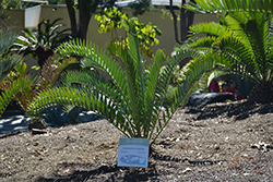 Long-leaved Cycad (Encephalartos longifolius) at Stonegate Gardens