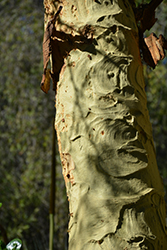 Fever Tree (Acacia xanthophloea) at Stonegate Gardens