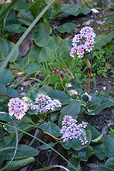 Winter Blooming Bergenia (Bergenia crassifolia) at Stonegate Gardens