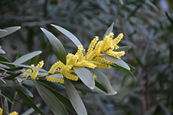 Coastal Wattle (Acacia longifolia var. sophorae) at Stonegate Gardens