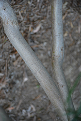 Coastal Wattle (Acacia longifolia var. sophorae) at Stonegate Gardens