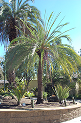 Sylvester Date Palm (Phoenix sylvestris) at Stonegate Gardens