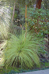 Western Australian Grass Tree (Xanthorrhoea preissii) at A Very Successful Garden Center
