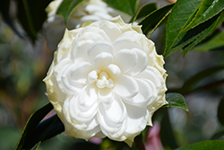 White By The Gate Camellia (Camellia japonica 'White By The Gate') at Stonegate Gardens