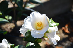 Silver Tower Camellia (Camellia japonica 'Silver Tower') at Stonegate Gardens