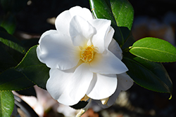 Silver Tower Camellia (Camellia japonica 'Silver Tower') at Stonegate Gardens