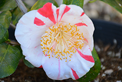 Tancho Camellia (Camellia japonica 'Tancho') at Stonegate Gardens
