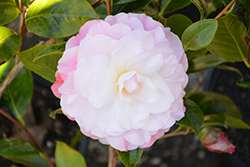 October Magic Dawn Camellia (Camellia sasanqua 'Green 03-018') at Stonegate Gardens