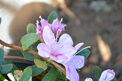Nuccio's Lavender Silk Azalea (Rhododendron 'Nuccio's Lavender Silk') at Stonegate Gardens