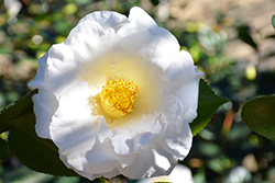 Tata Camellia (Camellia japonica 'Tata') at Stonegate Gardens
