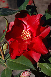 Royal Velvet Camellia (Camellia japonica 'Royal Velvet') at Stonegate Gardens